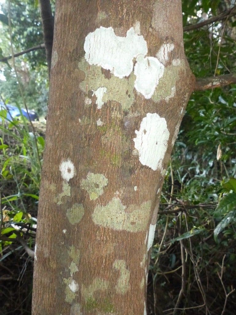 Cryptocarya di Lifou 14