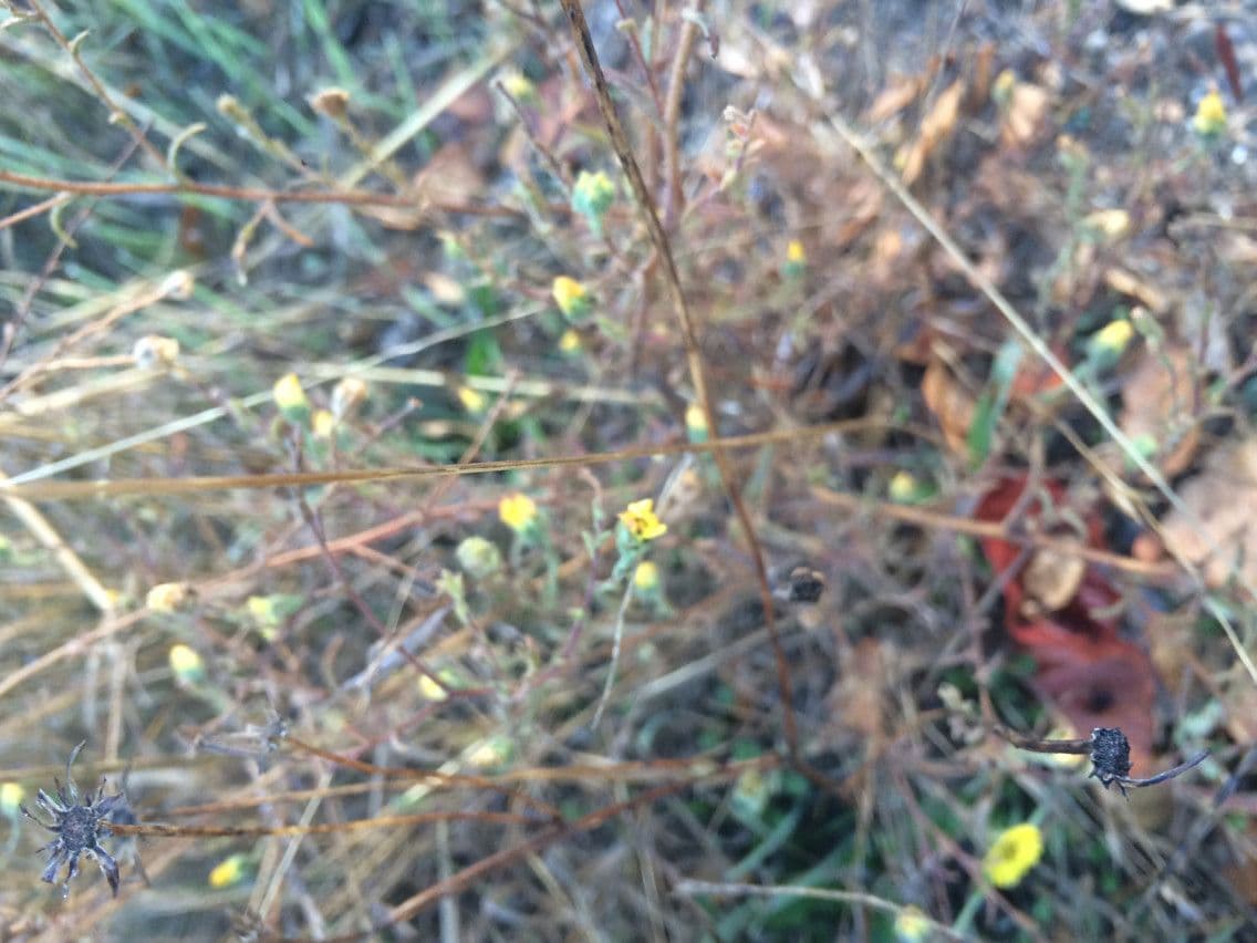 Hemizonia zoskupená 10