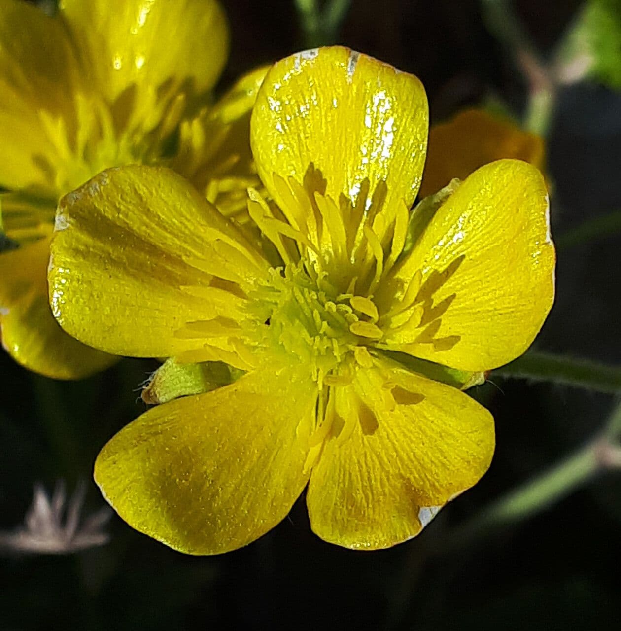 Ranunculus sprunerianus 2