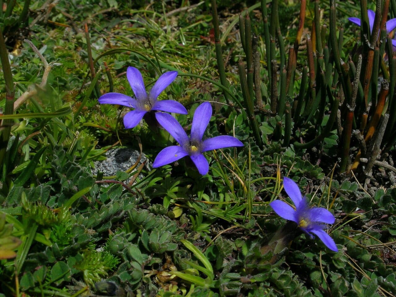 Cyananthus incanus 7