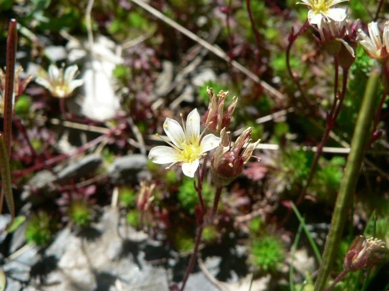 Sassifraga praetermissa 3