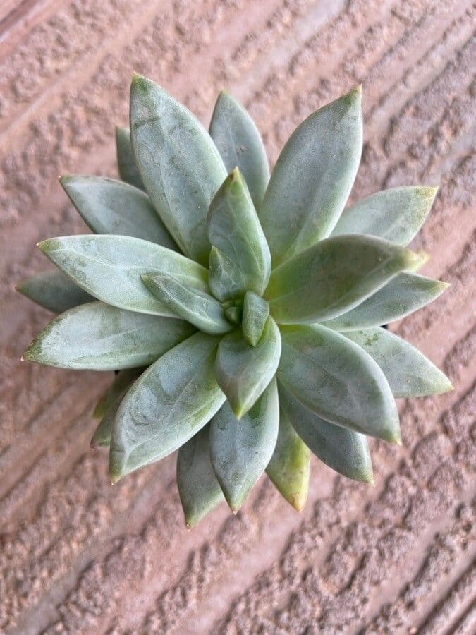 Pachyphytum 14