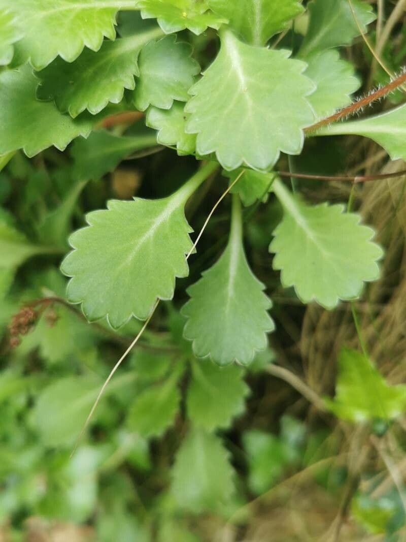 Sassifraga spatolata 11