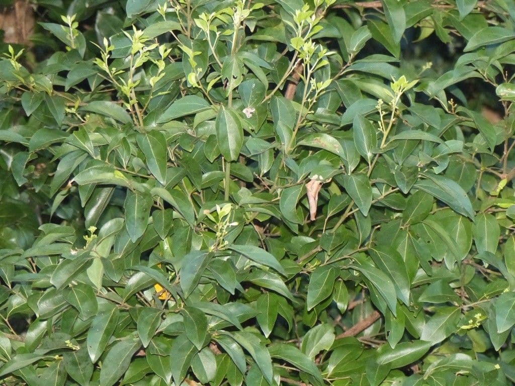 Cryptocarya di Lifou 8