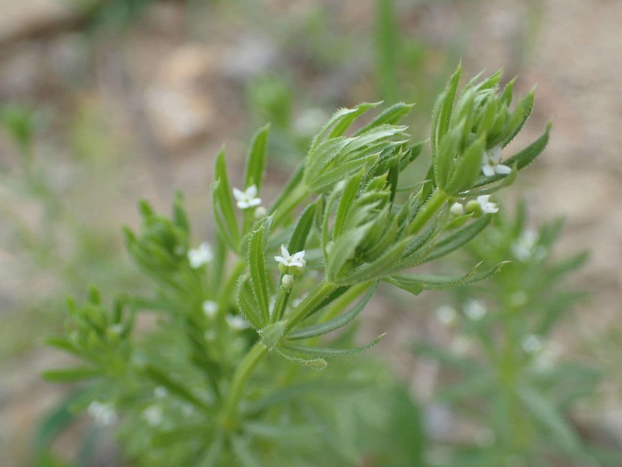 Corn-cleavers 15