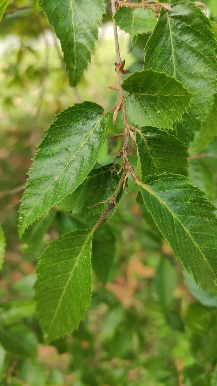 Carpino 4