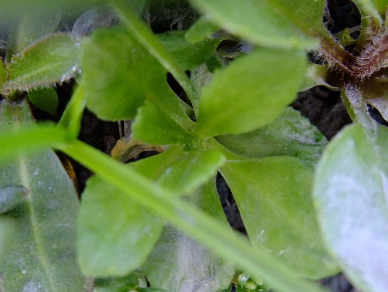 Primula farinosa 13