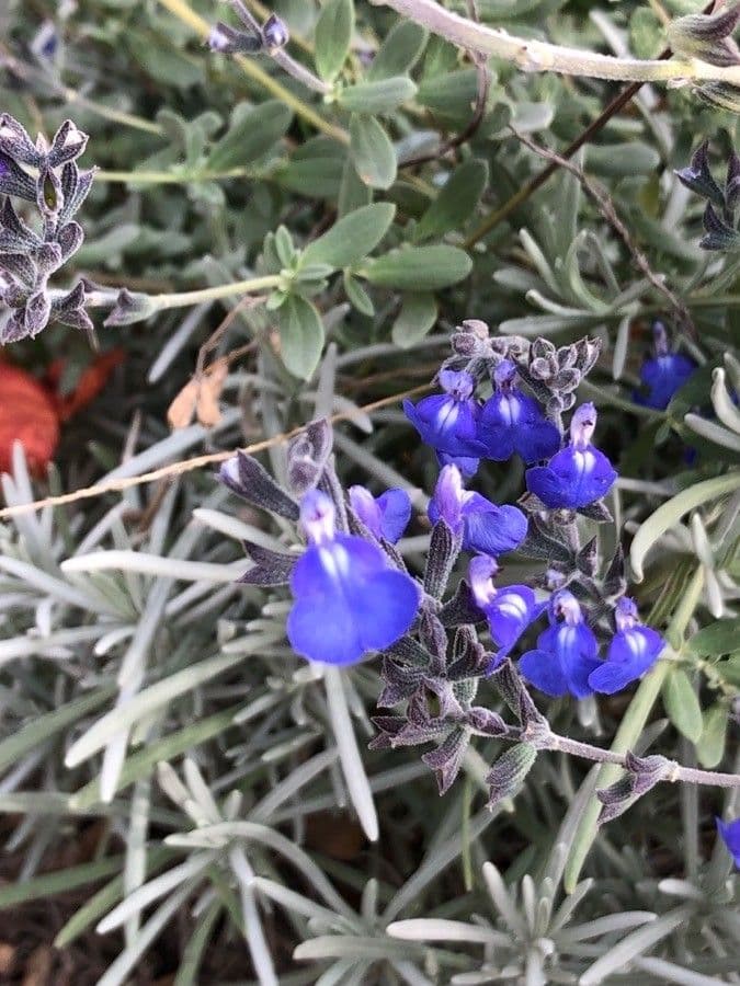 Salvia germandrina