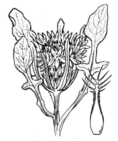 Paseka 26