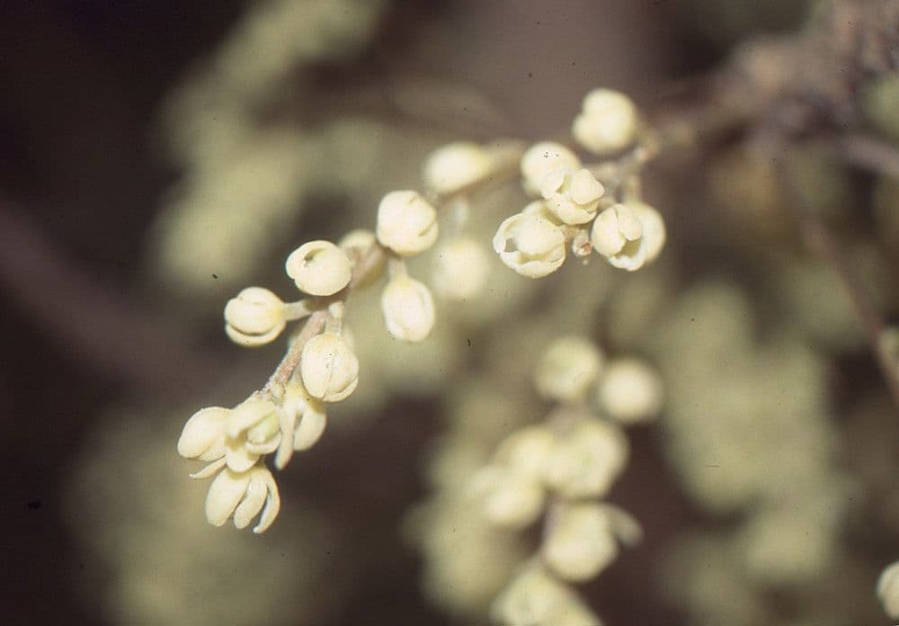 Baccaurea 6