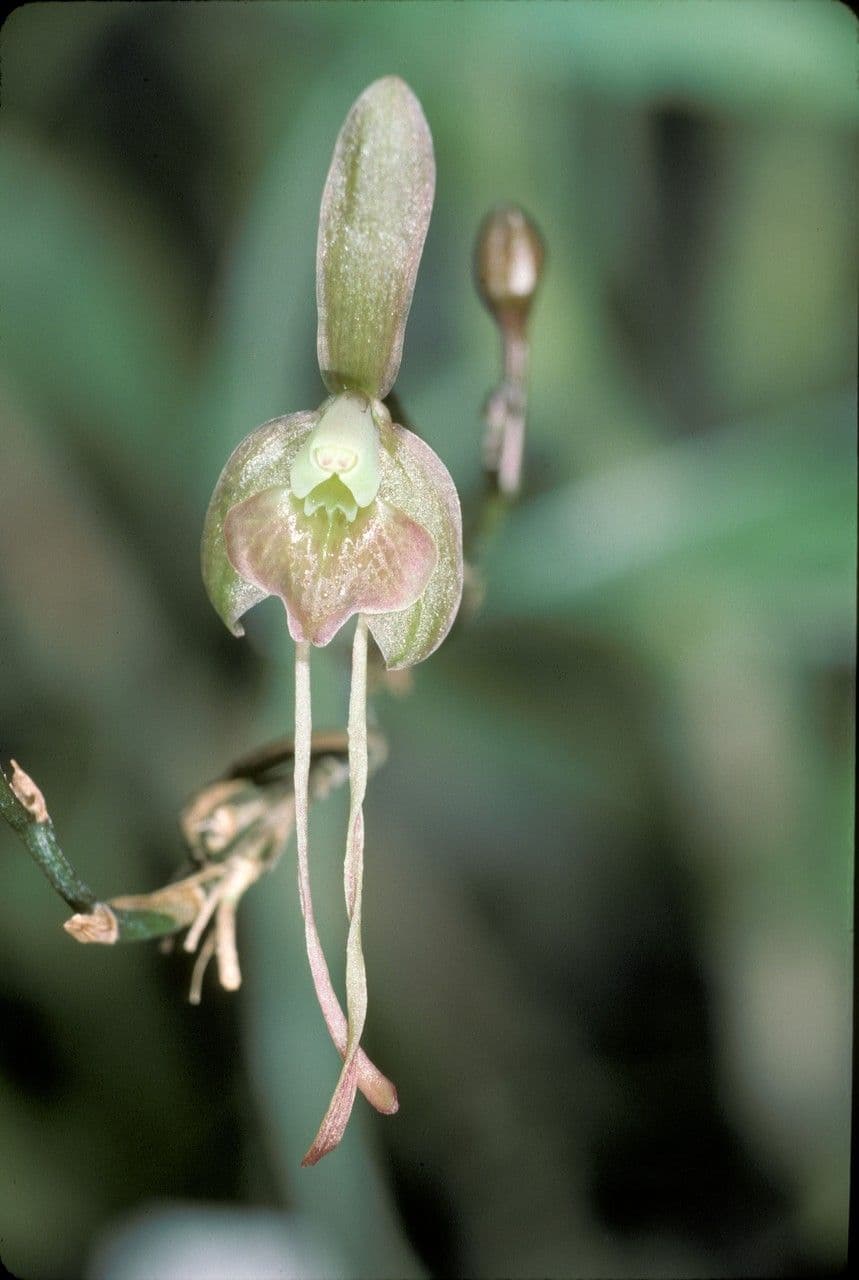 Epidendrum 2