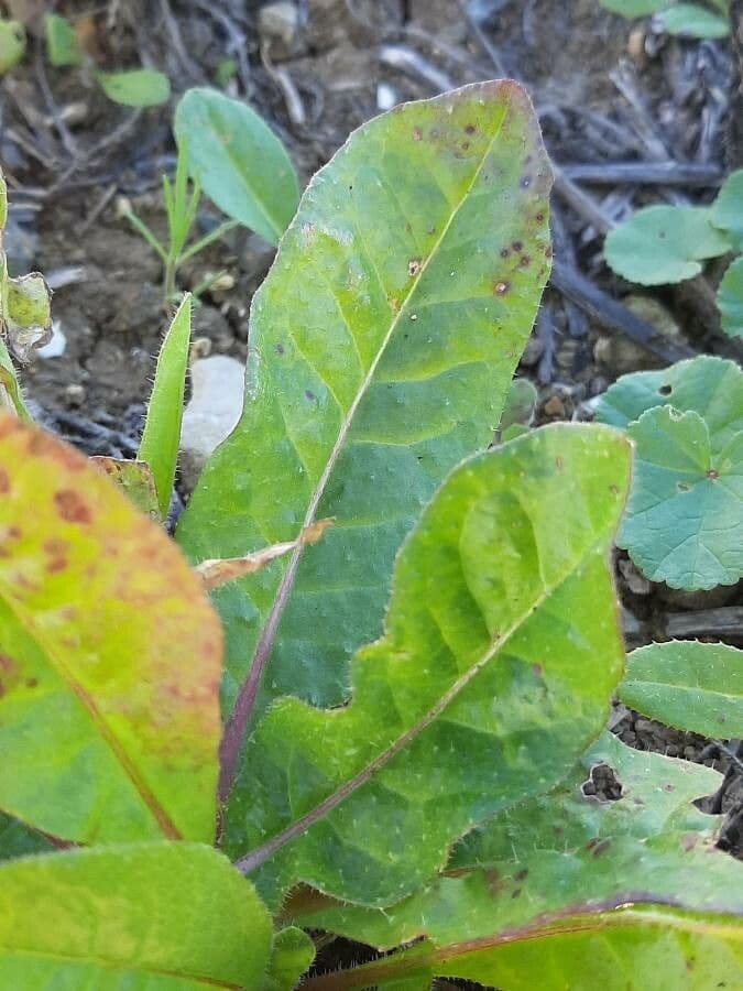 Radicchiella dolcigna 23