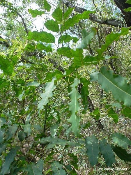 Lepidocupania 12