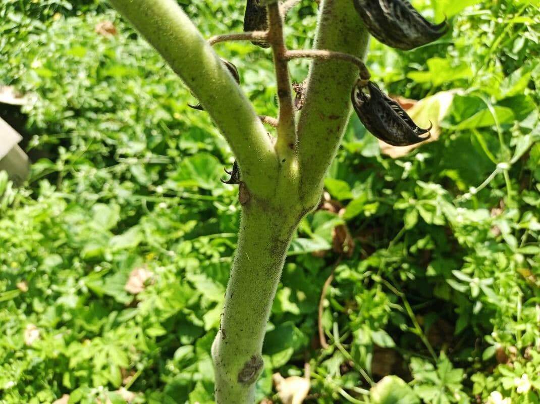 Martynia annua 17