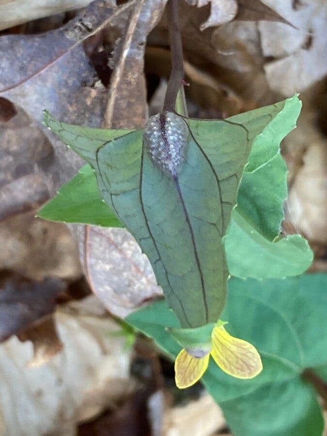 Viola hastata 14