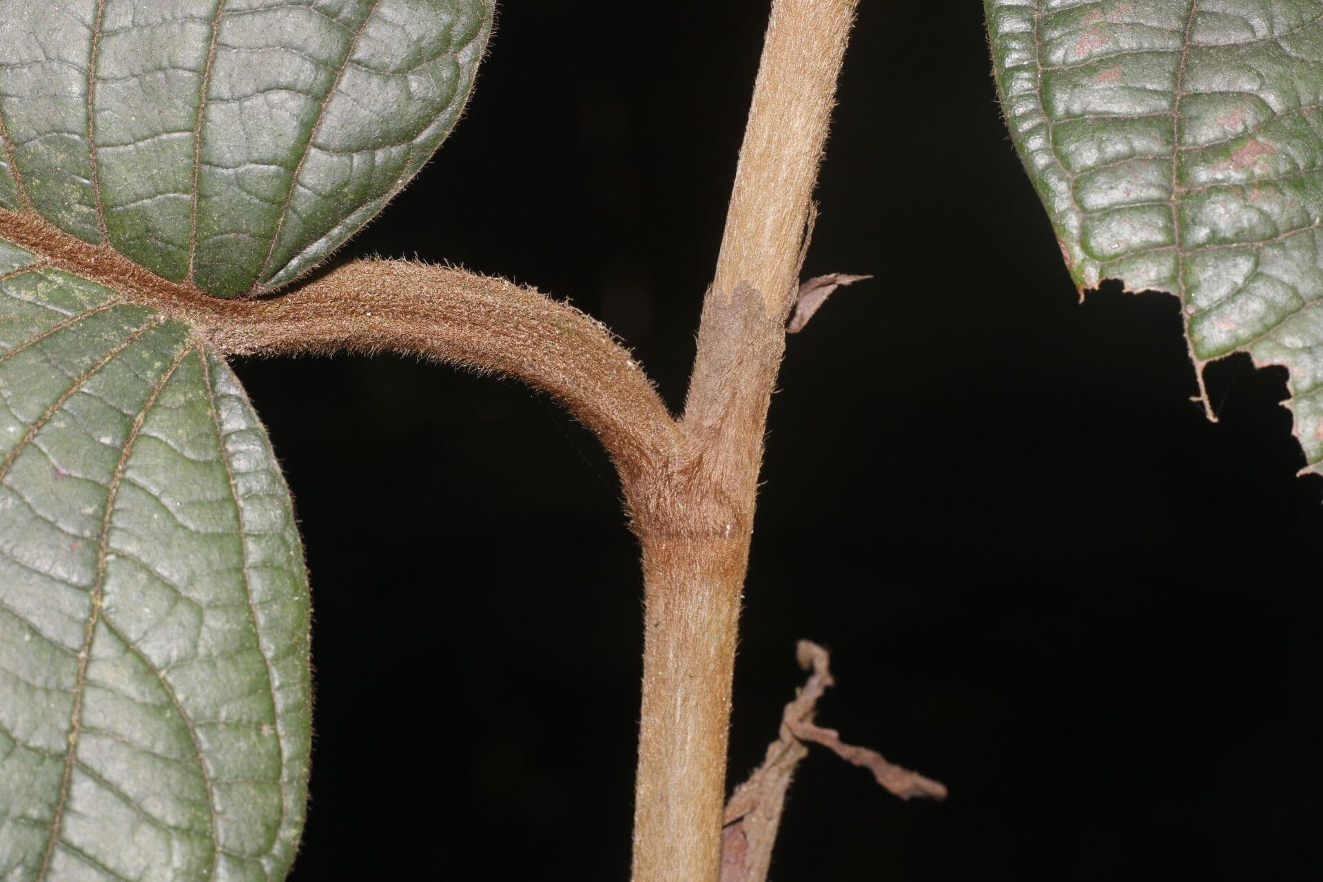 Coccoloba 9
