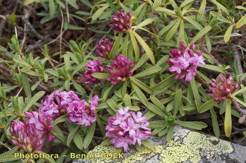 Dafne striata 9