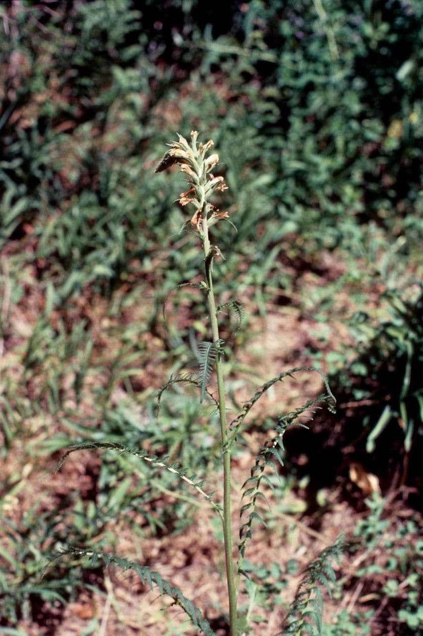 Pedicularis di Parry 6