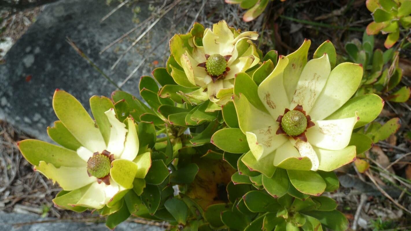 Leucadendron 3