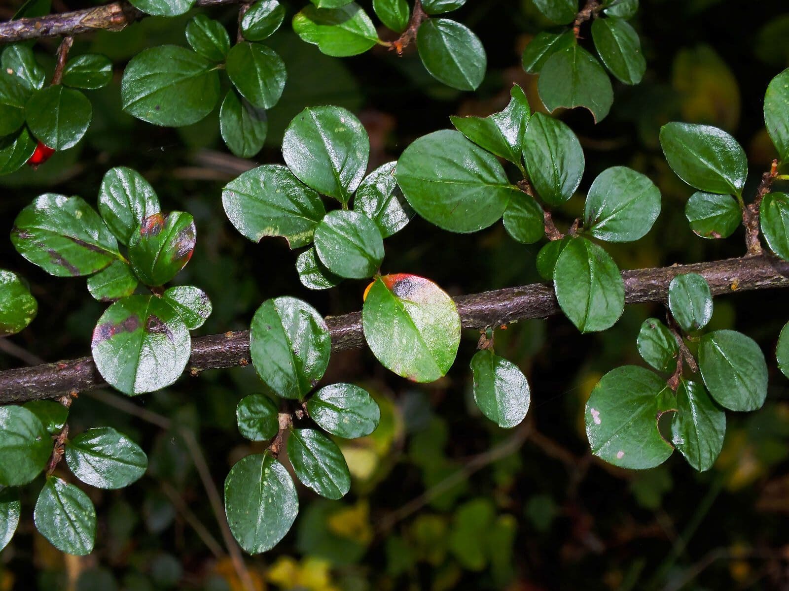Cotoneaster 11