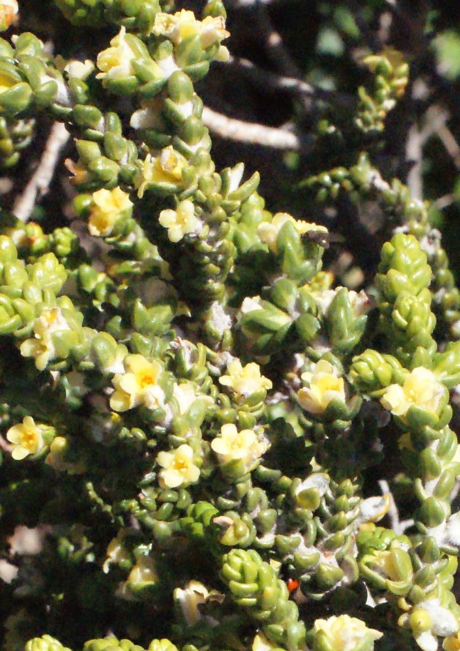 Timelea irsuta 26
