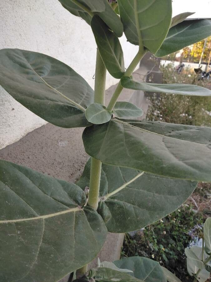 Calotropide gigante 25