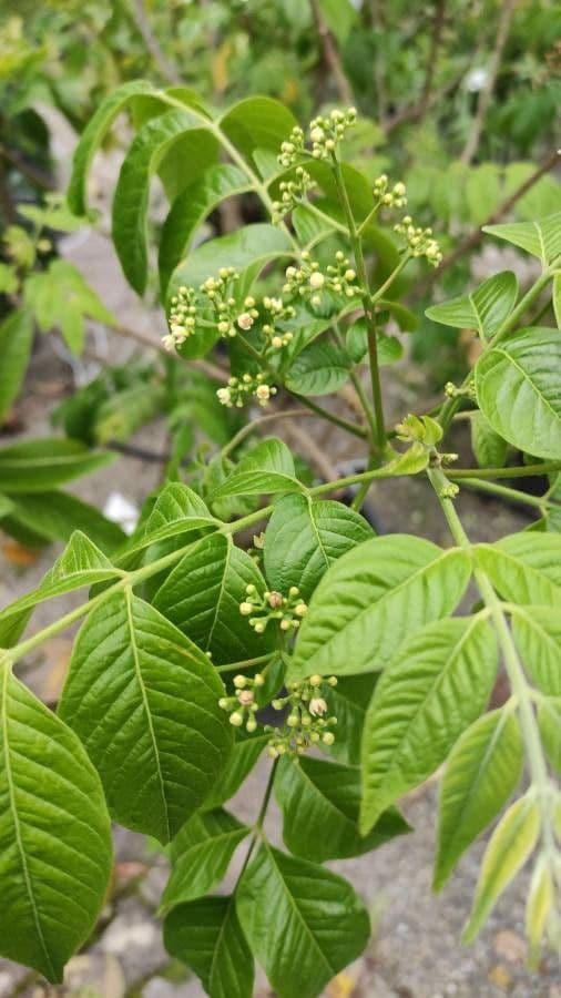 Quassia amara 6