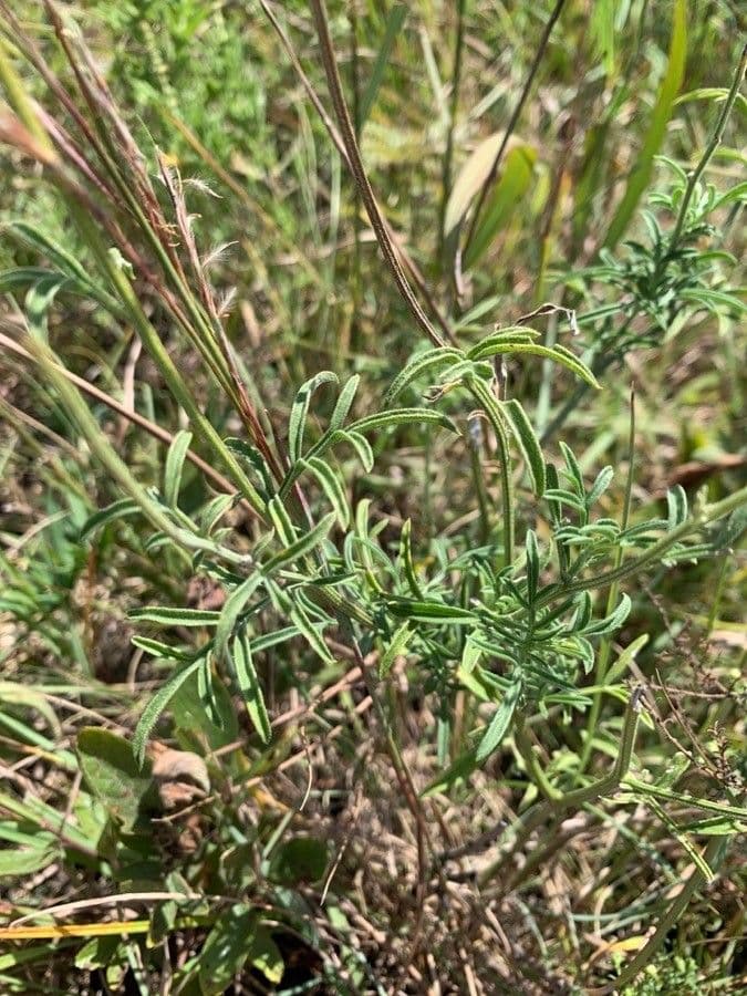 Ratibida columnifera 10