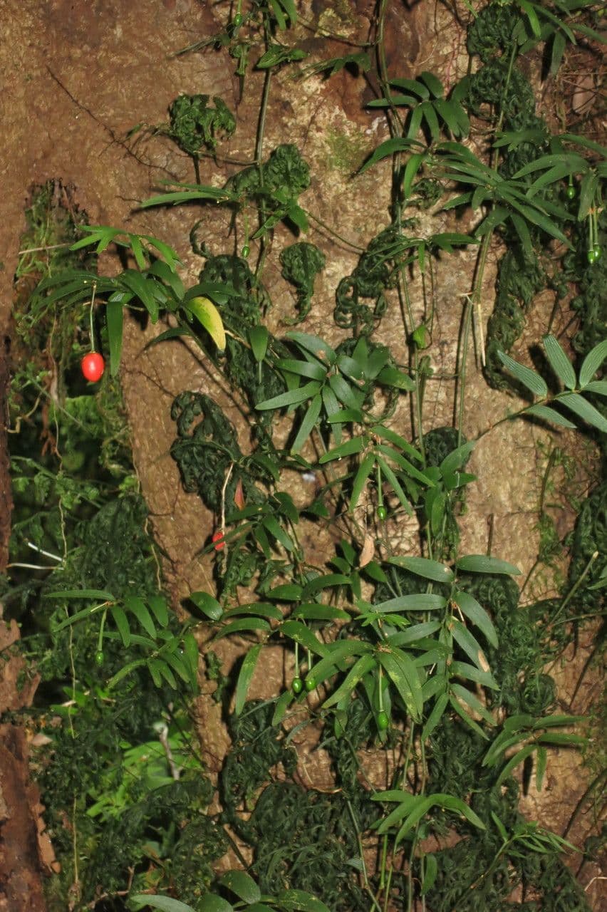 Luzuriaga 23