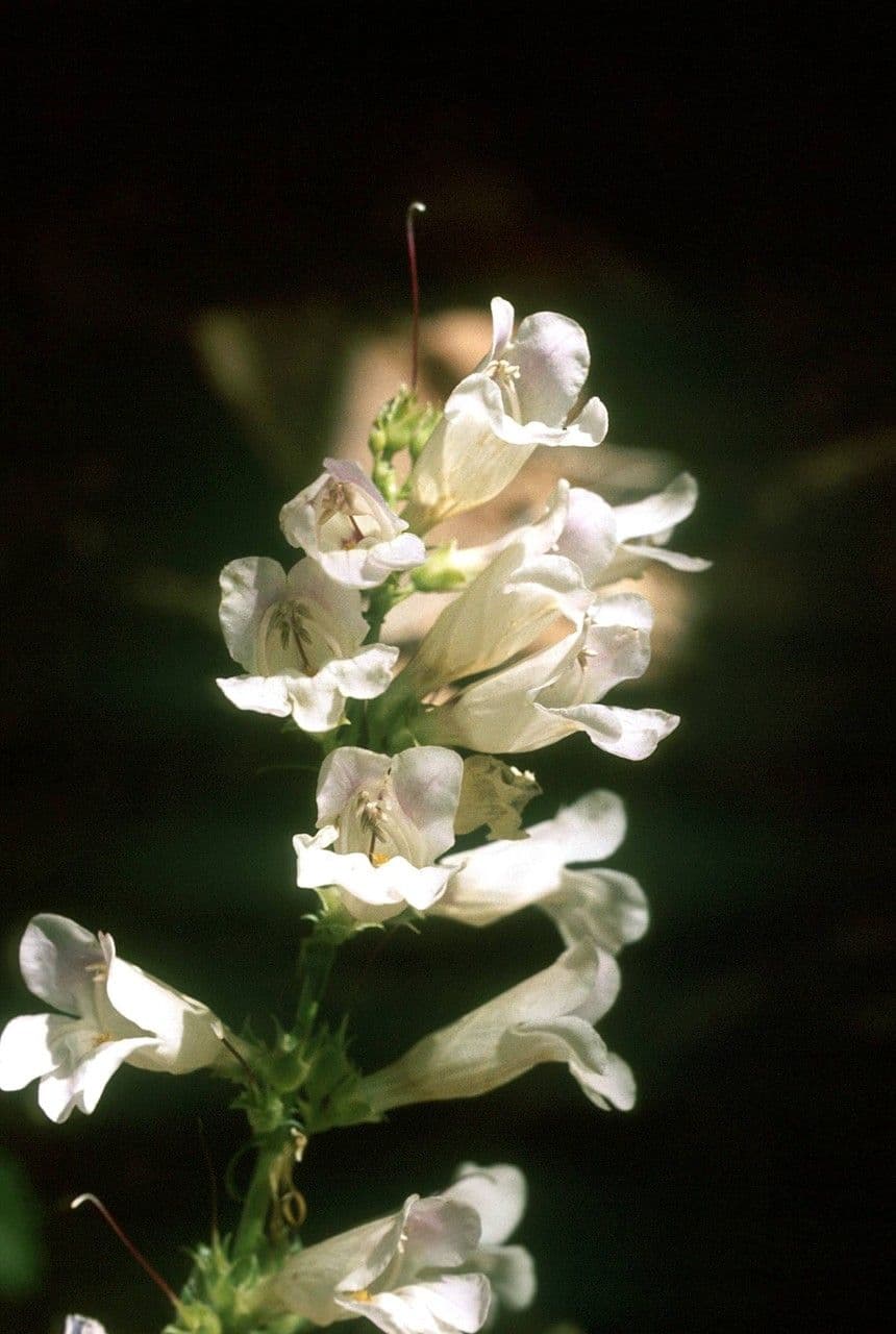 Penstemon hladký