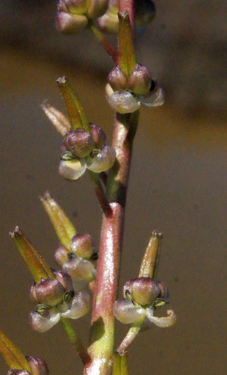 Triglochina bulbosa 7