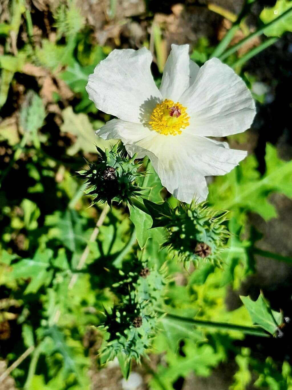 Argemone polyanthemos 5