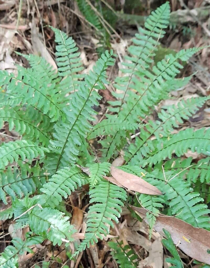Asplenium
