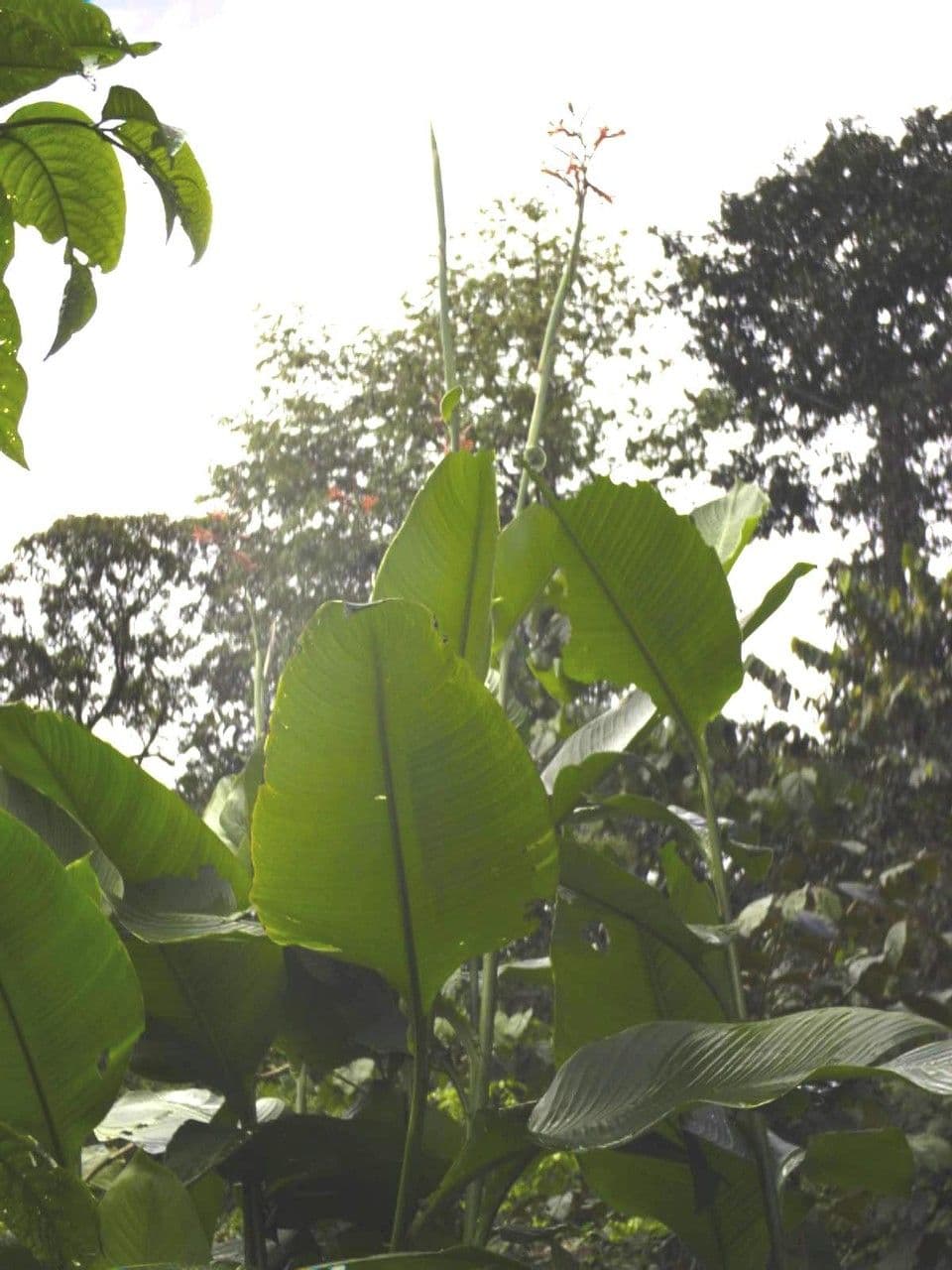 Maraca roja 15