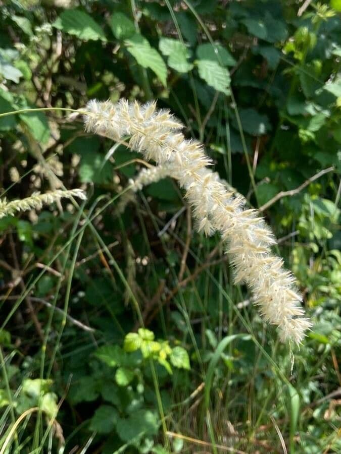Espiguilla 7