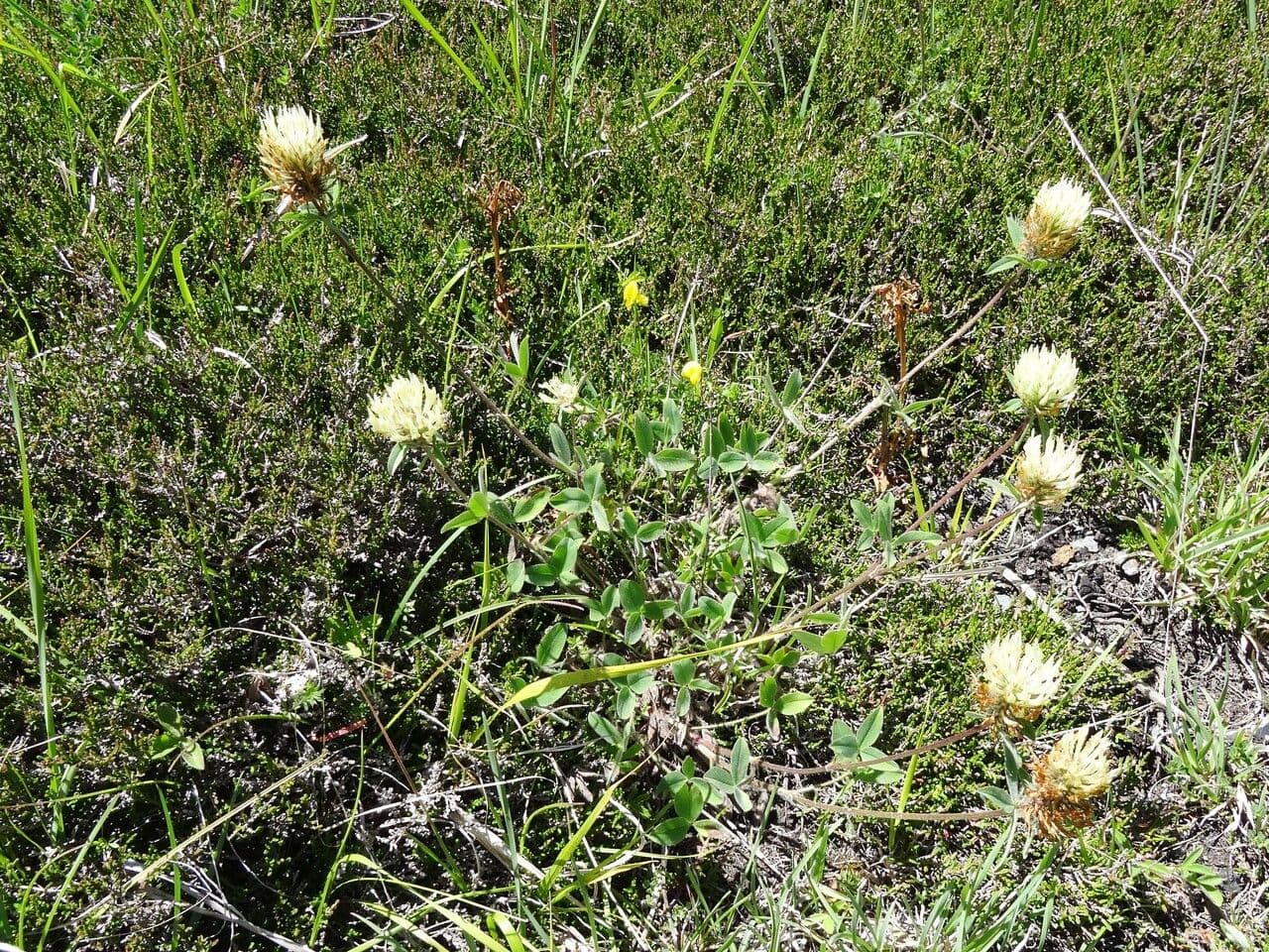 Sulphur clover 12