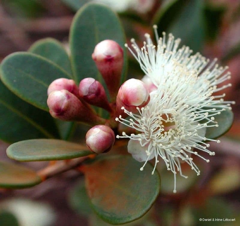 Syzygium 2
