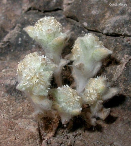 Gnaphalium 12