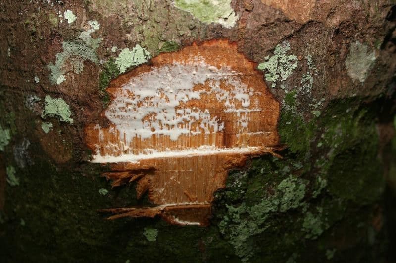 Ecclinusa
