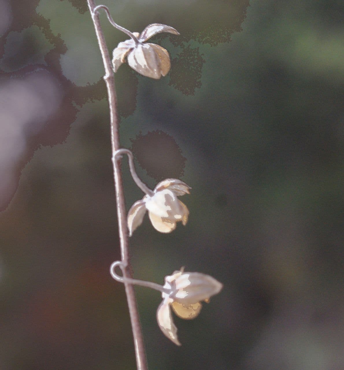 Eliantemo violaceo 3