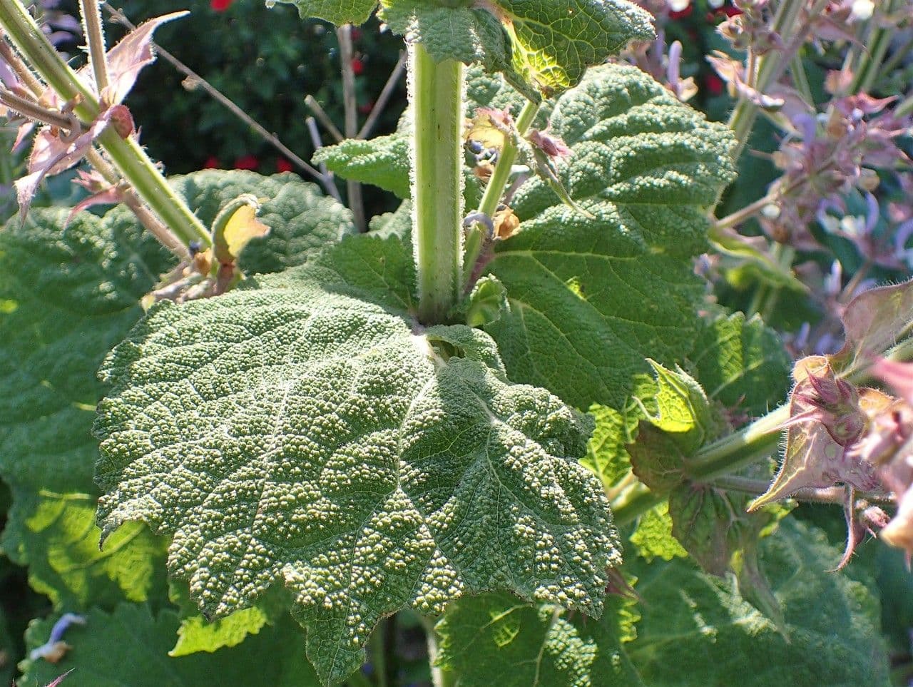 Šalvia muškátová 22