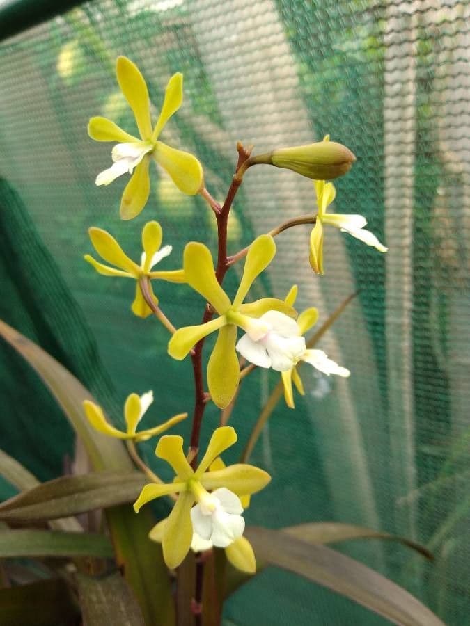 Epidendrum 4