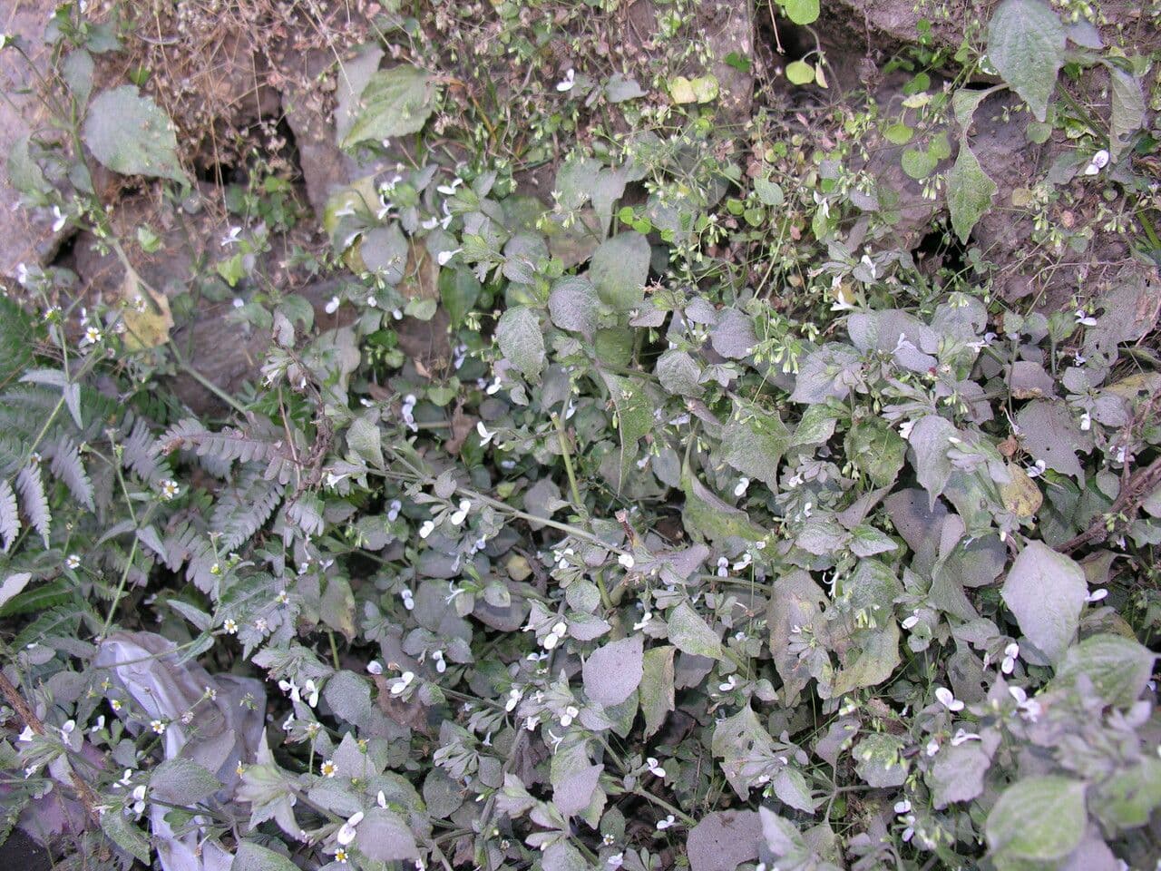 Hypoestes 4
