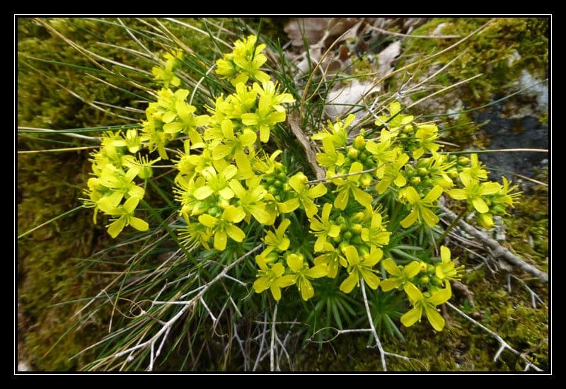 Draba aizoides 11