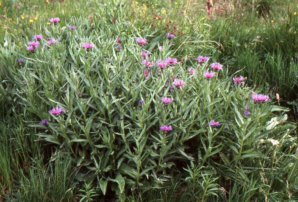 Einköpfige Flockenblume 11