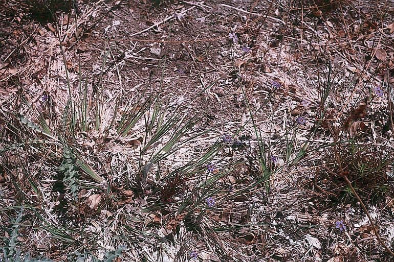 Sisyrinchium 8