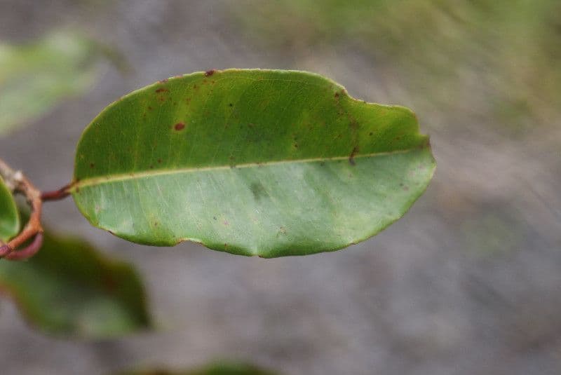 Syzygium 5