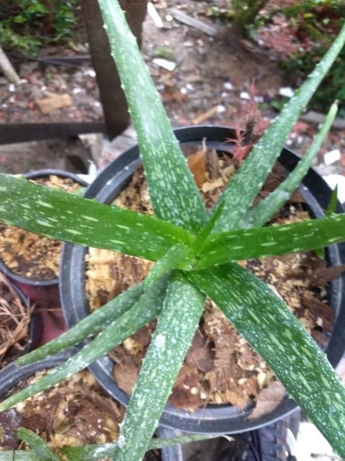 Aloe 4