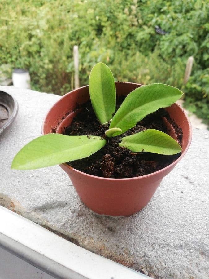 Himatanthus