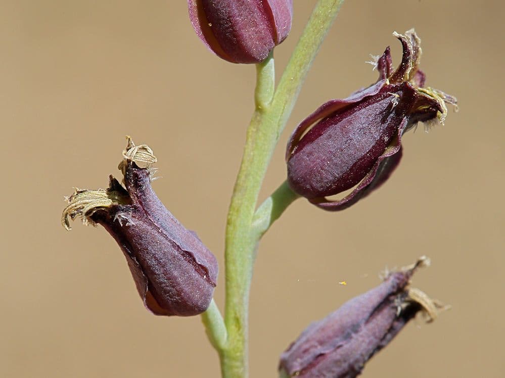 Streptanthus 3
